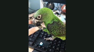 The pet parrot after hopping onto its human's computer keyboard. (Jukin Media) The pet parrot after hopping onto its human's computer keyboard. (Jukin Media)