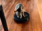 The image taken from the video shows the cat riding a robotic vacuum.(Jukin Media)