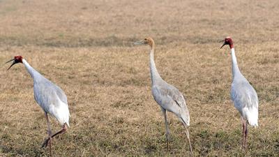 Dhanauri is the largest habitat for sarus crane in Gautam Budh Nagar. There has been a steady rise in the population of birds. (HT archive) Dhanauri is the largest habitat for sarus crane in Gautam Budh Nagar. There has been a steady rise in the population of birds. (HT archive)