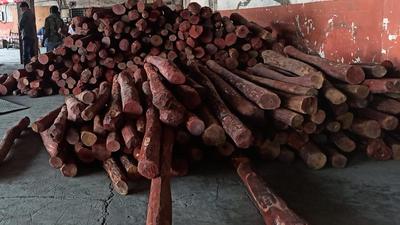 Red sanders worth ₹15 crore seized by Customs (HT) Red sanders worth ₹15 crore seized by Customs (HT)