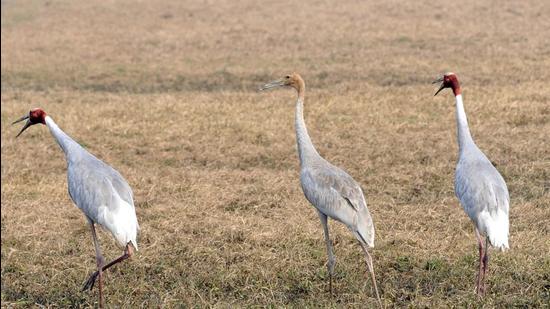 Dhanauri is the largest habitat for sarus crane in Gautam Budh Nagar. There has been a steady rise in the population of birds. (HT archive)