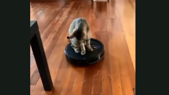 cat on robovac