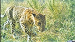 Three leopards have been captured on camera traps at the Asola Bhatti wildlife sanctuary. (Sourced)