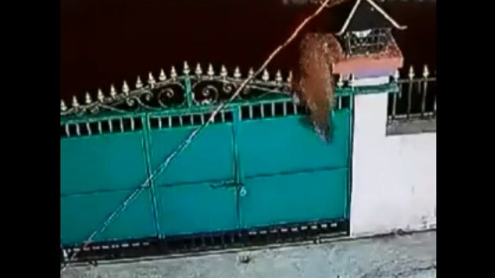 dog jumps over gate