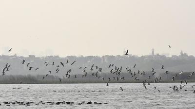 Birds over a lake at the Okhla Bird Sanctuary in Noida. (Sunil Ghosh/HT photo) Birds over a lake at the Okhla Bird Sanctuary in Noida. (Sunil Ghosh/HT photo)