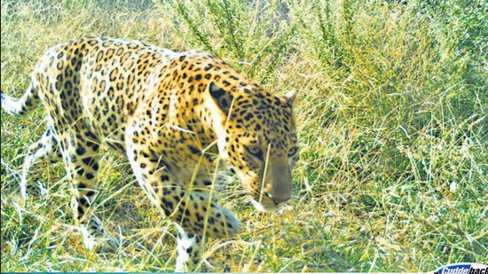 Three leopards have been captured on camera traps at the Asola Bhatti wildlife sanctuary. (Sourced)