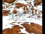 The viral optical illusion that asks people to spot exactly how many horses there are. (Bev Doolittle, 1978) The viral optical illusion that asks people to spot exactly how many horses there are. (Bev Doolittle, 1978)