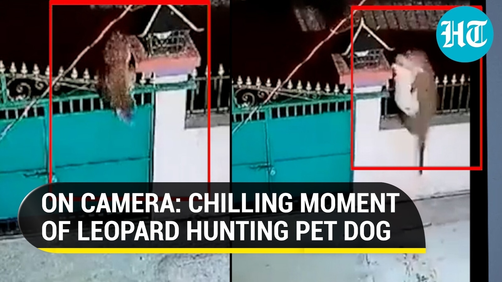 Viral video Leopard jumps over a gate, grabs pet dog by its neck and