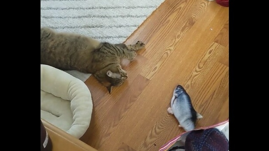 Video for cat store to watch fish