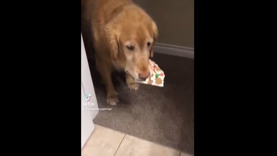 Вижте физиономията на куче, което току-що е откраднало джинджифилова къщичка (видео)