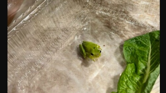 The green tree frog named Tony who was found in a box of lettuce from Whole Foods. (twitter/@simoncurtis) The green tree frog named Tony who was found in a box of lettuce from Whole Foods. (twitter/@simoncurtis)