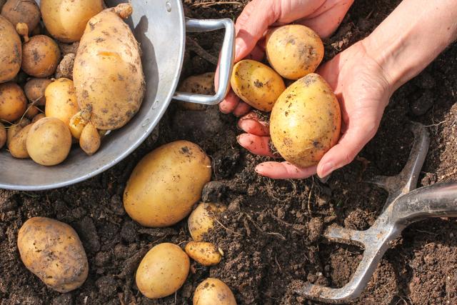Farm to fork has boomed in the last year and a half. (Shutterstock) Farm to fork has boomed in the last year and a half. (Shutterstock)