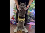 Nacho, the cat who is the sweetest ‘belly dancer,' shows off his moves. (instagram/@mochithecatto) Nacho, the cat who is the sweetest ‘belly dancer,' shows off his moves. (instagram/@mochithecatto)