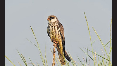35 Amur falcon birds take a halt in Palghar district (Pravin Babre)