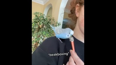 This cute bird talks like humans, calls itself ‘sweet baby’ and beatboxes - all in the same breath.&nbsp; (tiktok/@bubblesonthemic)