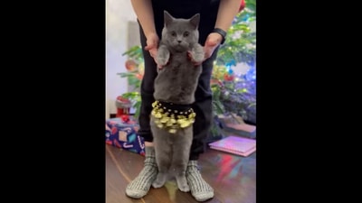 Nacho, the cat who is the sweetest ‘belly dancer,' shows off his moves. (instagram/@mochithecatto) Nacho, the cat who is the sweetest ‘belly dancer,' shows off his moves. (instagram/@mochithecatto)