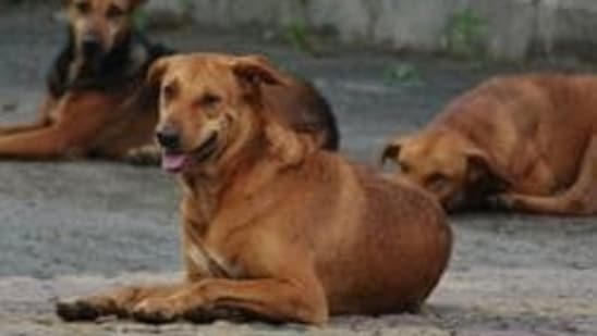 how do you take care of a street dog