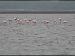 A screengrab from the video shared on Twitter of a flock of migratory flamingos in Tamil Nadu. (instagram/@supriyasahuias) A screengrab from the video shared on Twitter of a flock of migratory flamingos in Tamil Nadu. (instagram/@supriyasahuias)