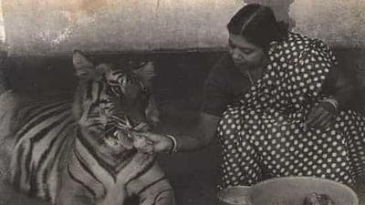 Nihar Nalini Swain was known as the foster mother of tigress Khairi who came to the couple as a frail and bony seven-week-old cub, and lived with them in their forest bungalow. (Photo courtesy: Sudesh Kanungo) Nihar Nalini Swain was known as the foster mother of tigress Khairi who came to the couple as a frail and bony seven-week-old cub, and lived with them in their forest bungalow. (Photo courtesy: Sudesh Kanungo)