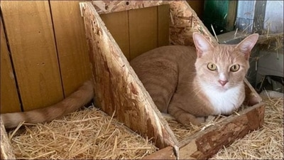 Authorities in Australia say that cats are responsible for killing a large number of native animals. (Representative Photo) Authorities in Australia say that cats are responsible for killing a large number of native animals. (Representative Photo)