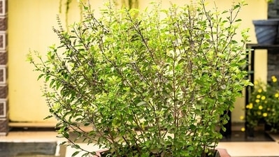 Holy basil: Holy basil or Tulsi helps control levels of androgens and insulin level in women with PCOS. It has anti-androgenic properties that can be helpful in managing the symptoms of PCOS. Women with PCOS have to deal with acne and excess hair due to excess production of male sex hormones. Holy basil is an excellent agent that aids in controlling these hormones in women with PCOS. (Pixabay)