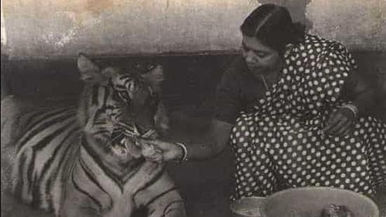 Nihar Nalini Swain was known as the foster mother of tigress Khairi who came to the couple as a frail and bony seven-week-old cub, and lived with them in their forest bungalow. (Photo courtesy: Sudesh Kanungo)