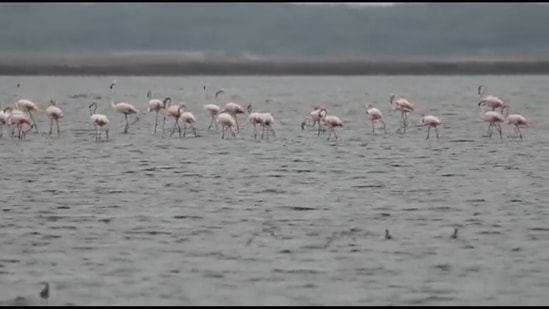 A screengrab from the video shared on Twitter of a flock of migratory flamingos in Tamil Nadu.&nbsp;(instagram/@supriyasahuias)