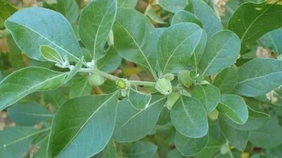 Ashwagandha