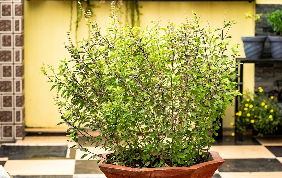 Tulsi leaves are packed with vitamins A, C and K and minerals like calcium, magnesium, phosphorus, iron and potassium. It also has loads of protein and fibre. (Pixabay) Tulsi leaves are packed with vitamins A, C and K and minerals like calcium, magnesium, phosphorus, iron and potassium. It also has loads of protein and fibre. (Pixabay)