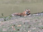 An official from the NTCA said the number of tiger deaths has increased in 2021, and investigations are ongoing.(Photo by Sangita Mani)
