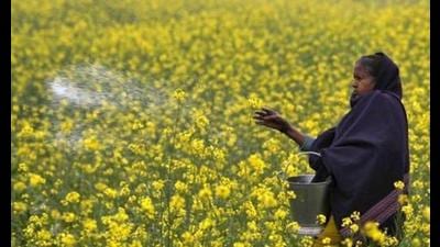 Bihar has been facing an unprecedented shortage of fertilizers, such as urea, and has witnessed several demonstrations for a month. (Photo for representation) Bihar has been facing an unprecedented shortage of fertilizers, such as urea, and has witnessed several demonstrations for a month. (Photo for representation)