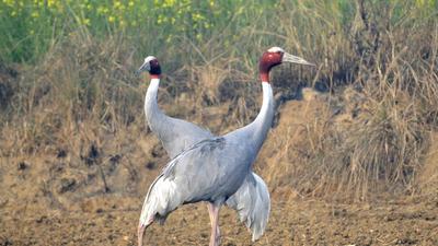 Dhanauri wetland is a major habitat for sarus crane in Dankaur, Gautam Buddh Nagar. Sarus crane is a vulnerable species listed by the International Union for Conservation of Nature. (HT archive) Dhanauri wetland is a major habitat for sarus crane in Dankaur, Gautam Buddh Nagar. Sarus crane is a vulnerable species listed by the International Union for Conservation of Nature. (HT archive)