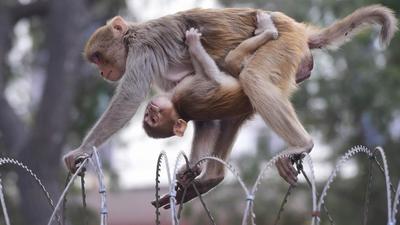 Having relocated more than 21,000 monkeys to Asola Bhatti Wildlife Sanctuary over the last decade, Delhi still does not have any official count of monkeys in open areas or sanctuaries. (Representational image/PTI File)