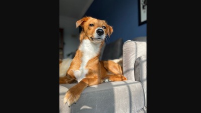The image, posted by a Twitter user, shows their pet – a dog of an Indian breed. (Twitter/@KithRags)