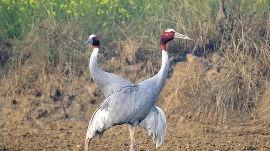 Dhanauri wetland is a major habitat for sarus crane in Dankaur, Gautam Buddh Nagar. Sarus crane is a vulnerable species listed by the International Union for Conservation of Nature. (HT archive)