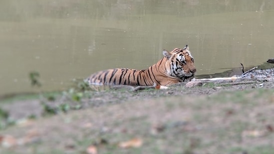 An official from the NTCA said the number of tiger deaths has increased in 2021, and investigations are ongoing.(Photo by Sangita Mani)