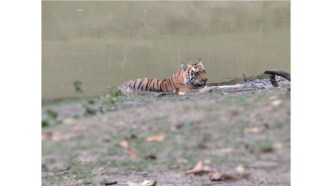 An official from the NTCA said the number of tiger deaths has increased in 2021, and investigations are ongoing. (Photo by Sangita Mani)