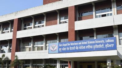 In the research project, GADVASU , Ludhiana, will use bacteria killing viruses called “phages” to control Aeromonas contamination in fishery products to develop phage-cocktails (HT PHOTO) In the research project, GADVASU , Ludhiana, will use bacteria killing viruses called “phages” to control Aeromonas contamination in fishery products to develop phage-cocktails (HT PHOTO)