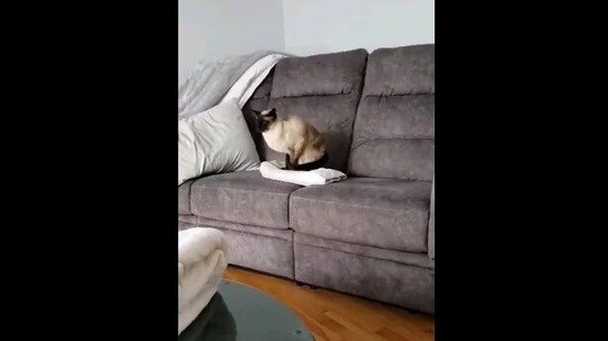 The image, taken from the Reddit video, shows the cat standing on top of its bed.(Reddit/@anne_c_rose)