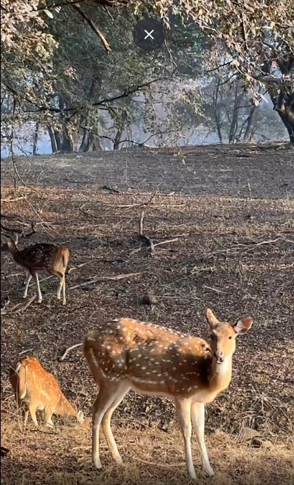 Ananya Panday posted video of deers.(Instagram)