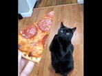 The cat is seen hilariously ‘begging’ for some pizza in this video posted on Instagram. (instagram/@cats_of_instagram)