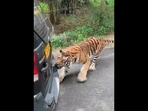 The tiger biting and pulling the car filled with tourists in the video shared by Anand Mahindra on Twitter. (twitter/@anandmahindra) The tiger biting and pulling the car filled with tourists in the video shared by Anand Mahindra on Twitter. (twitter/@anandmahindra)