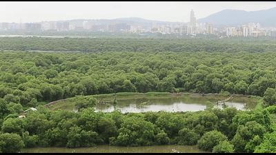 More than half of the state’s total mangrove cover was protected as a legal ‘forest’ at the end of 2021, up from 30% at the beginning of that year (Hindustan Times)