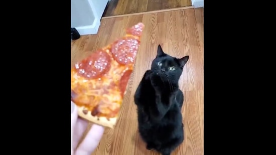 Cat begs top for human food
