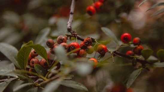 Include curry leaves, sesame seeds, amla, bitter gourd, and cow ghee in your diet.(Pexels)