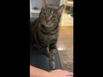 A cat asking for some ‘human food’ by making intense eye contact. (reddit/@Pop_Princess_XY390) A cat asking for some ‘human food’ by making intense eye contact. (reddit/@Pop_Princess_XY390)