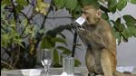 None of the Capital’s other four local bodies has restrictions on feeding monkeys. (File photo) None of the Capital’s other four local bodies has restrictions on feeding monkeys. (File photo)
