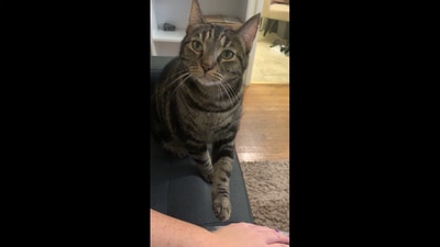 A cat asking for some ‘human food’ by making intense eye contact. (reddit/@Pop_Princess_XY390) A cat asking for some ‘human food’ by making intense eye contact. (reddit/@Pop_Princess_XY390)