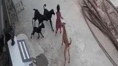 Bhopal municipal corporation (BMC) commissioner KVS Choudary said the canine sterilisation programme was paused only for two-three months last year during the peak of the Covid-19 pandemic, and that at least 30 to 40 dogs are being sterilised daily. (Screengrab/CCTV footage) Bhopal municipal corporation (BMC) commissioner KVS Choudary said the canine sterilisation programme was paused only for two-three months last year during the peak of the Covid-19 pandemic, and that at least 30 to 40 dogs are being sterilised daily. (Screengrab/CCTV footage)