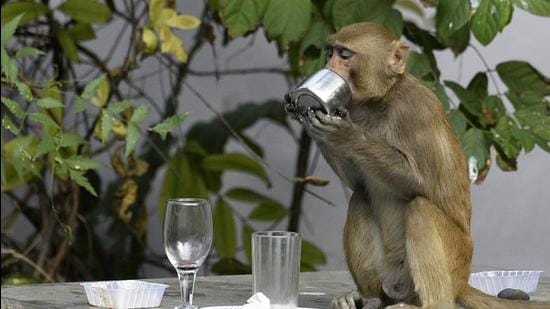 None of the Capital’s other four local bodies has restrictions on feeding monkeys. (File photo)